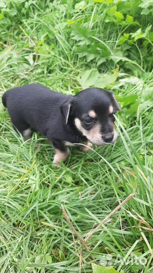 Отдам щеночков от маленькой собачки