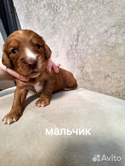 Щенки русского спаниеля
