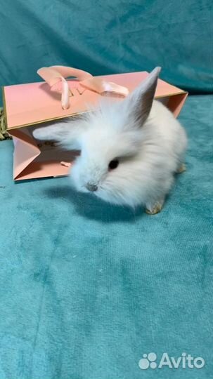 Вислоухие карликовые (мини) кролики (крольчата)