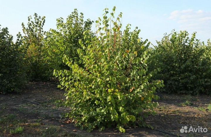 Саженцы Липа мелколистная из питомника