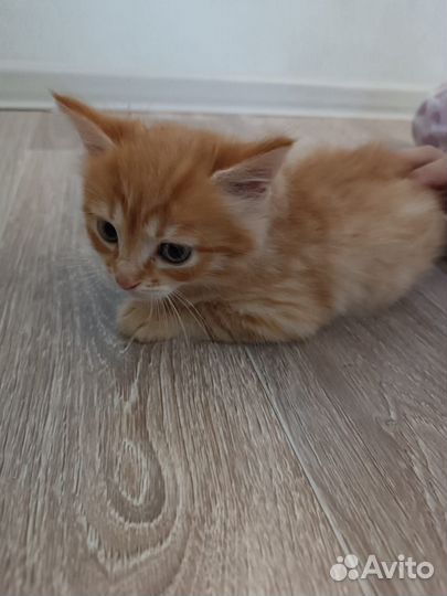 Котёнок-девочка