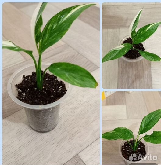 Спатифиллум домино