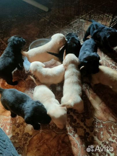 Щенки лабрадора ретривера