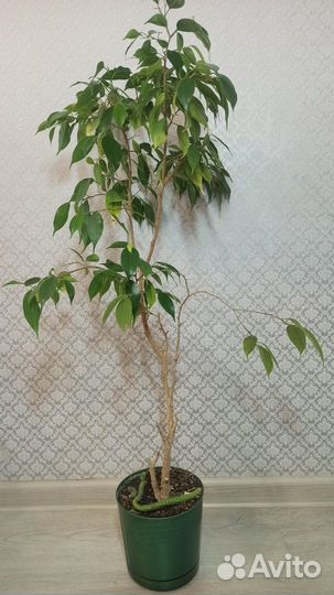 Фикус бенджамина