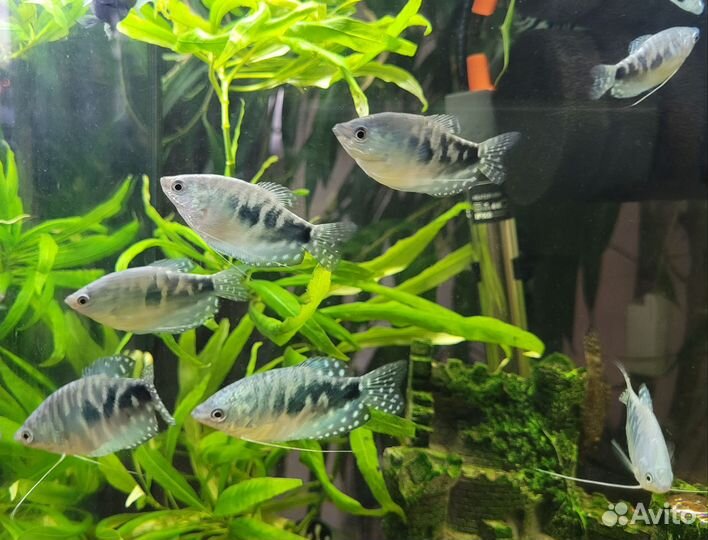 Гурами мраморные