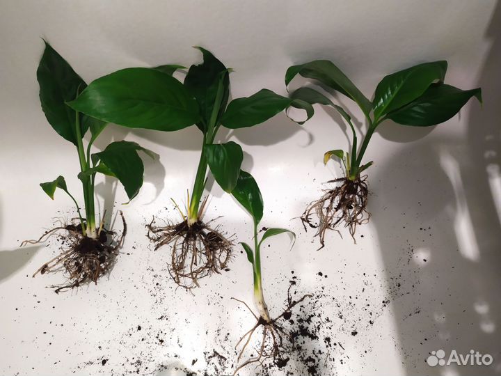 Спатифиллум 