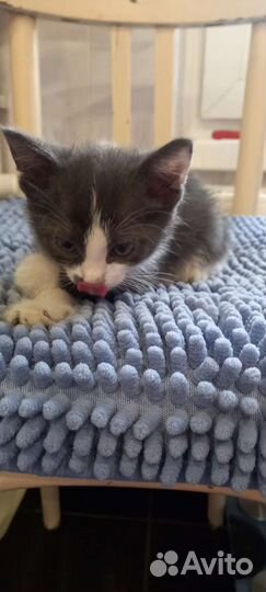 Котенок мальчик 2 месяца