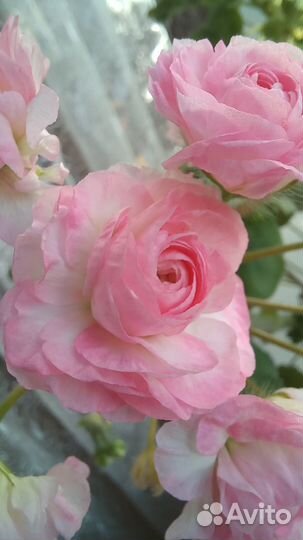 Пеларгонии сортовые