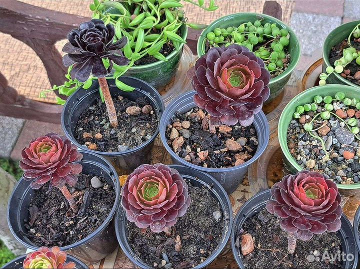 Эониум шварткин