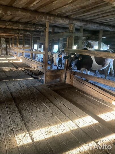 Коровы и телята