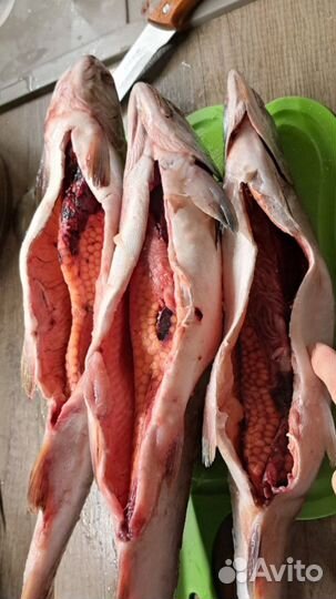 Горбуша с икрой вылов 2023