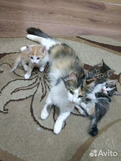 Отдам бесплатно