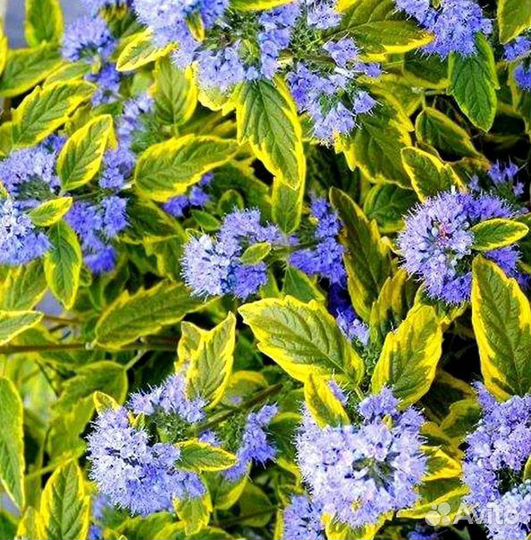 Кариоптерис кладоненский (пестролистный)