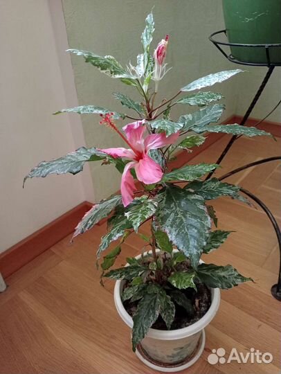 Гибискус китайская роза