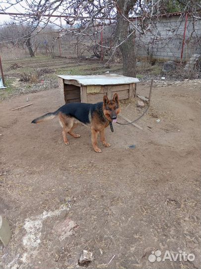 Немецкая овчарка кобель вязка