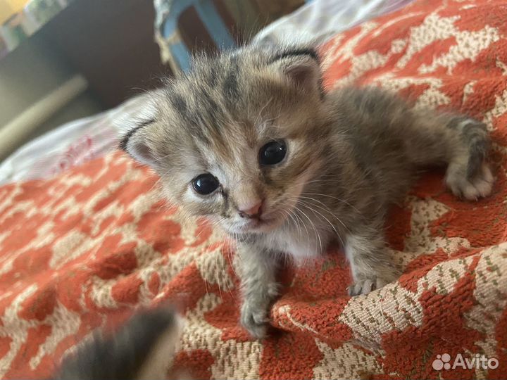 Котята