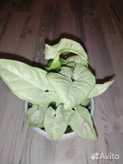 Сингониум конфетти милк