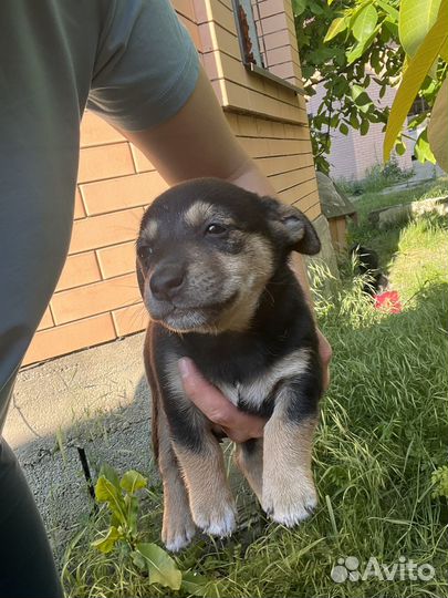 Щенки бесплатно