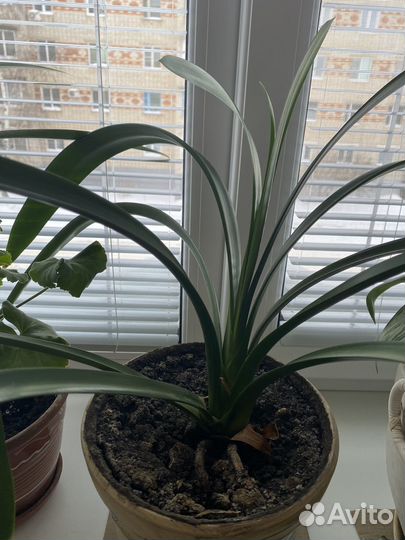 Кливия оранжевая