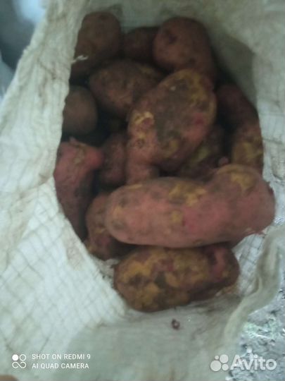 Продам картофель домашняя