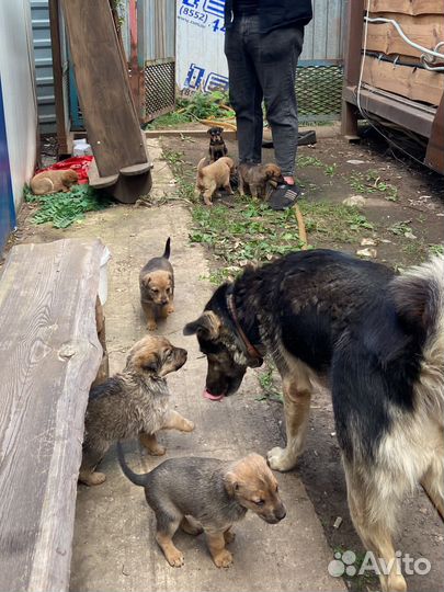 Маленькие щенки в добрые рук