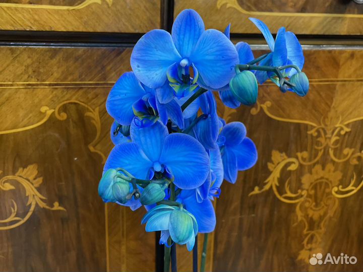 Синяя орхидея