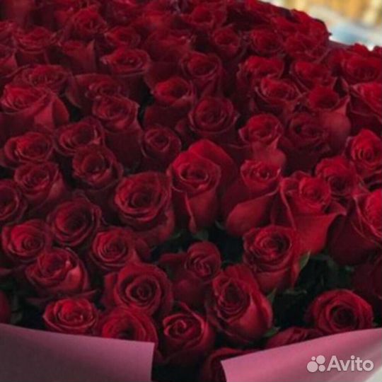 Розы 151 штука 70 см