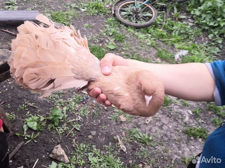 Голубь павлин чистокровный