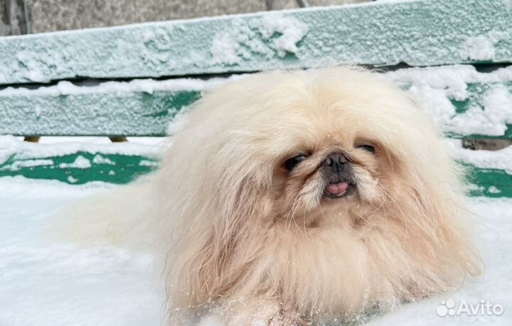 Пекинес Мальчик РКФ