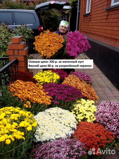 Хризантемы