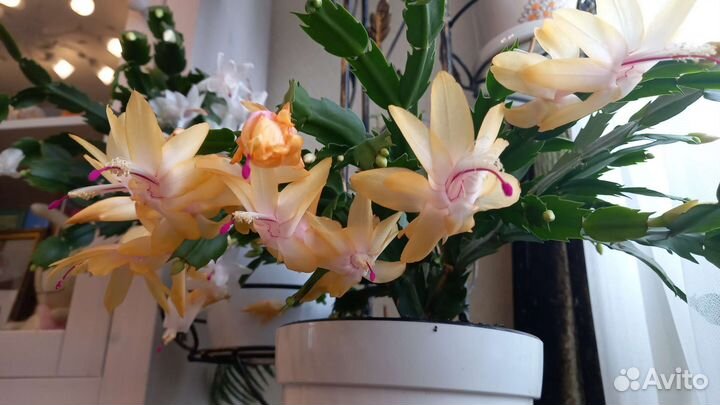 Шлюмбергеры сортовые