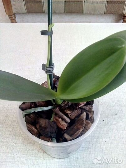 Орхидея бабочка