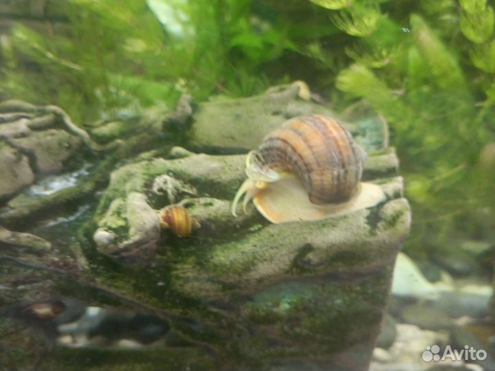 Улиточки ампуллярия