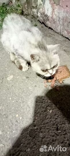 Кошка шотландка породистая