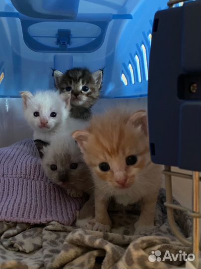 Котята в самые добрые руки