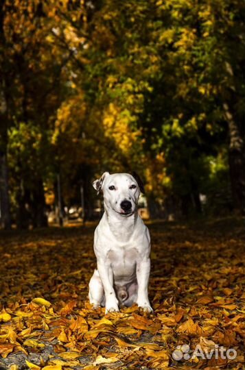 Джек Рассел терьер