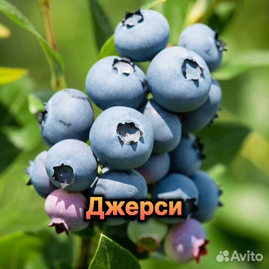 Плодовые декоративные деревья