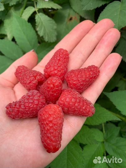 Саженцы малины