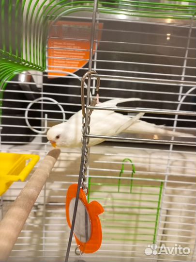 Волнистый попугай с клеткой