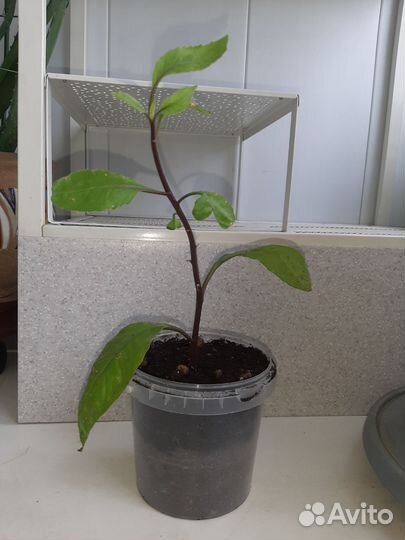 Листья Бога - Джинура прокумбес