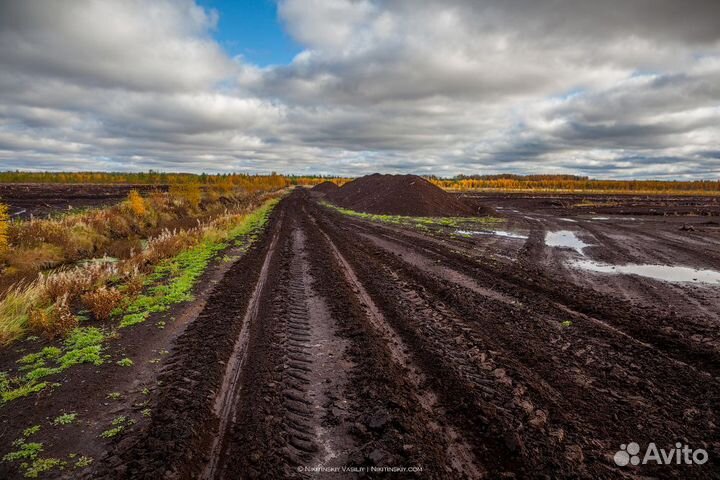 Торф переходный