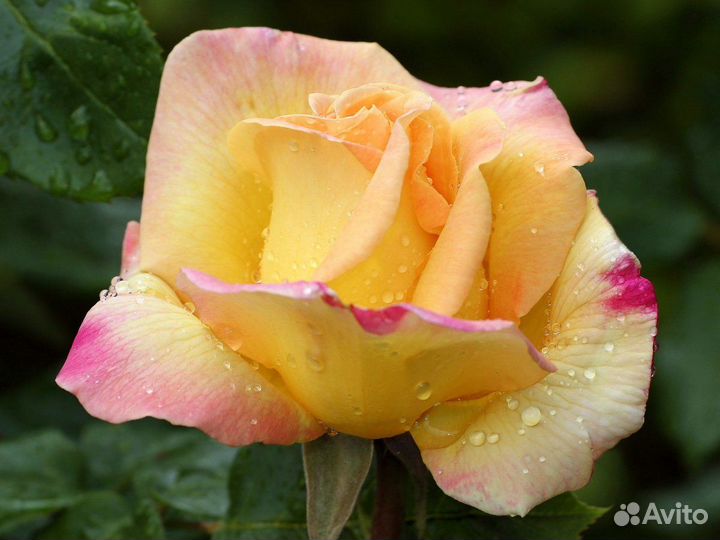 Роза сорта Глория Дей