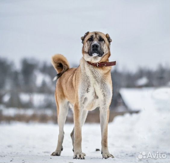 Роббин ищет дом