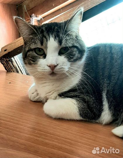 Кошки в добрые руки