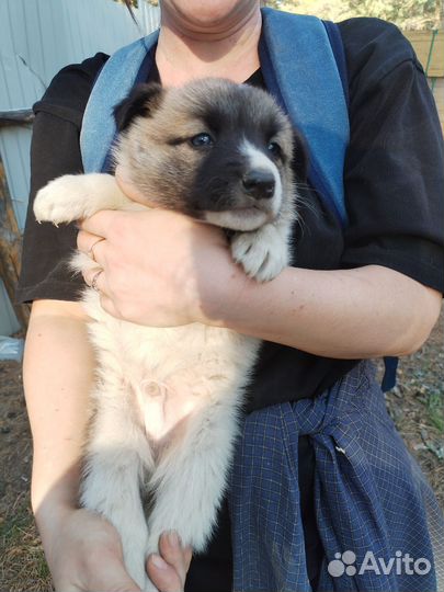 Щенок 1,5 мес. Мальчик