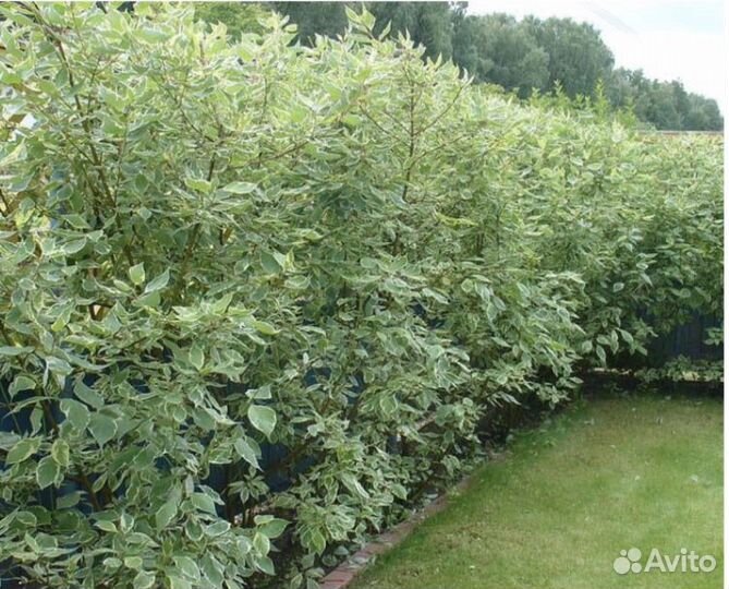 Дерен, Форзиция, Бересклет