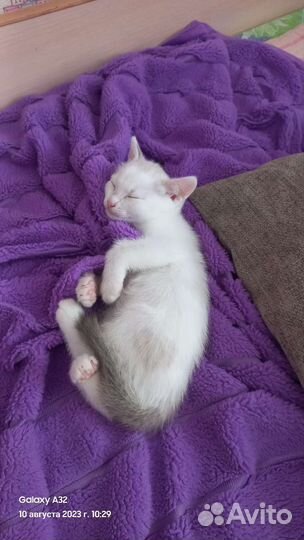 Кошка