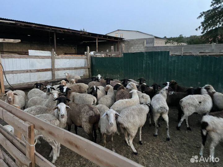 Бараны и Крс