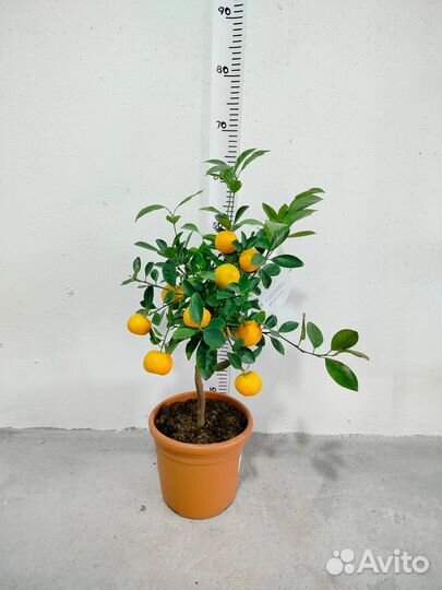 Каламондин