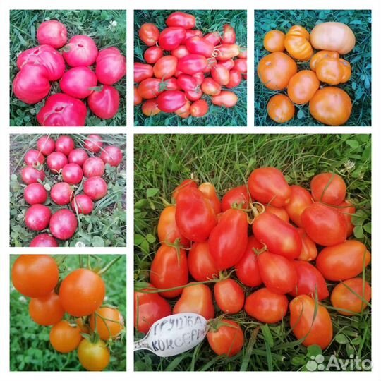 Семена томатов сортовые